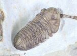 Kainops Trilobite With Huntonia Tail #23111-4